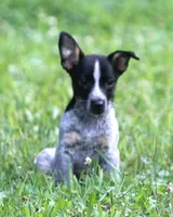 Rio, a female Australian Cattle Dog and Pembroke Welsh Corgi for sale in Howell, MI – 3 of 3