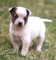 Lilah, a female Australian Cattle Dog and Boxer for sale in Lansing, MI – Photo 3 of 4
