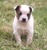 Lilah, a female Australian Cattle Dog and Boxer for sale in Lansing, MI – Photo 1 of 4