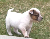 Lilah, a female Australian Cattle Dog and Boxer for sale in Lansing, MI – Photo 2 of 4
