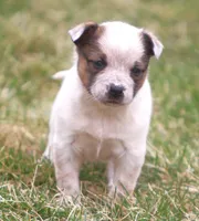 Lilah, a female Australian Cattle Dog and Boxer for sale in Lansing, MI – Photo 4 of 4