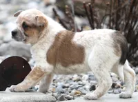 Ellie, a female Australian Shepherd and Labrador Retriever for sale in Lansing, MI – Photo 5 of 5