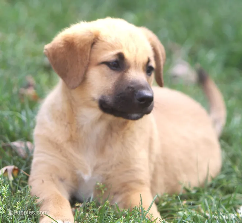 Daisy – Labrador Retriever puppy for sale in Lansing, MI