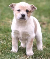 Ellie, a female Australian Shepherd and Labrador Retriever for sale in Lansing, MI – Photo 4 of 5