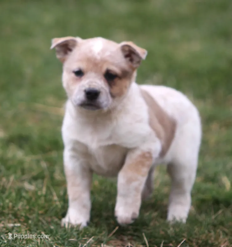 Ellie – Australian Shepherd, Labrador Retriever puppy for sale in Lansing, MI