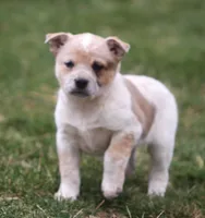 Ellie, a female Australian Shepherd and Labrador Retriever for sale in Lansing, MI – Photo 1 of 5
