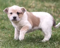 Ellie, a female Australian Shepherd and Labrador Retriever for sale in Lansing, MI – Photo 2 of 5