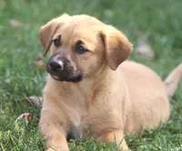 Daisy, a female Labrador Retriever for sale in Lansing, MI – Photo 2 of 3