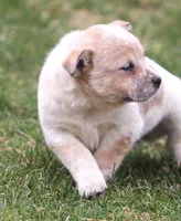Ellie, a female Australian Shepherd and Labrador Retriever for sale in Lansing, MI – Photo 3 of 5