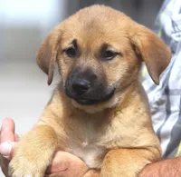 Daisy, a female Labrador Retriever for sale in Lansing, MI – Photo 3 of 3