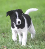 Kane, a male Australian Shepherd and Labrador Retriever for sale in Howell, MI – 7 of 10
