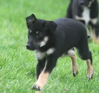 Jake, a male Australian Shepherd and Labrador Retriever for sale in Howell, MI – 2 of 2