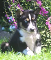 Nyla, a female German Shepherd Dog and Siberian Husky for sale in Lansing, MI – 2 of 8