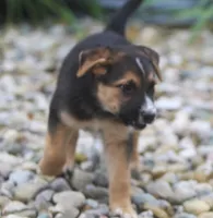 Bobby, a male Australian Shepherd and Labrador Retriever for sale in Howell, MI – 4 of 9