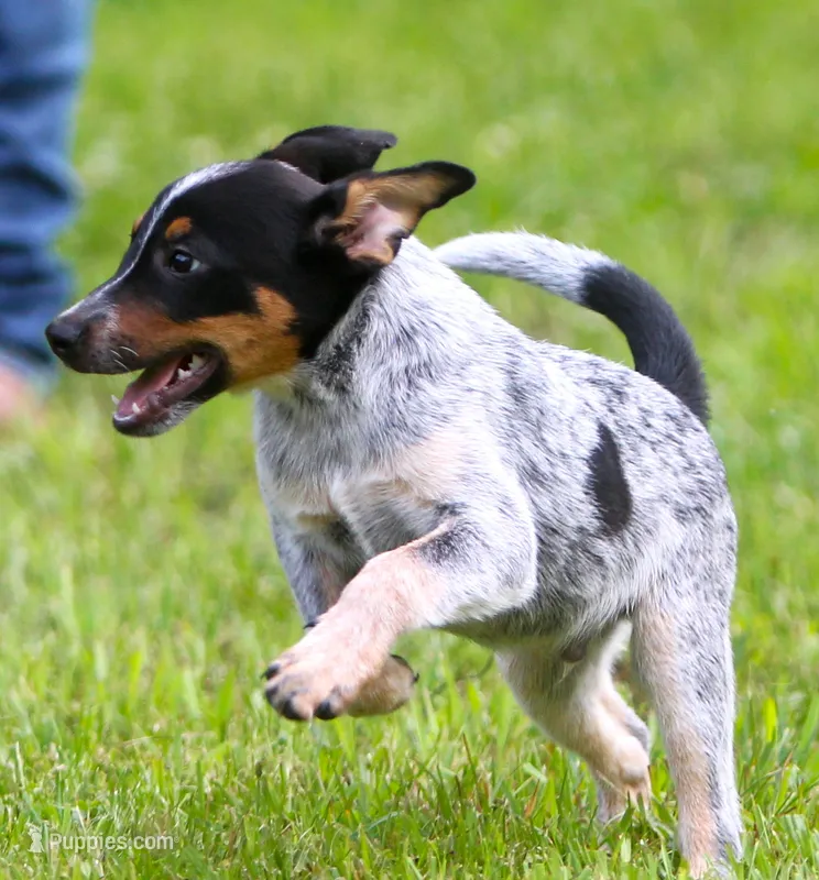 Bo – Australian Cattle Dog, Pembroke Welsh Corgi puppy for sale in Howell, MI