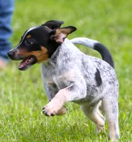 Bo, a male Australian Cattle Dog and Pembroke Welsh Corgi for sale in Howell, MI – 1 of 5