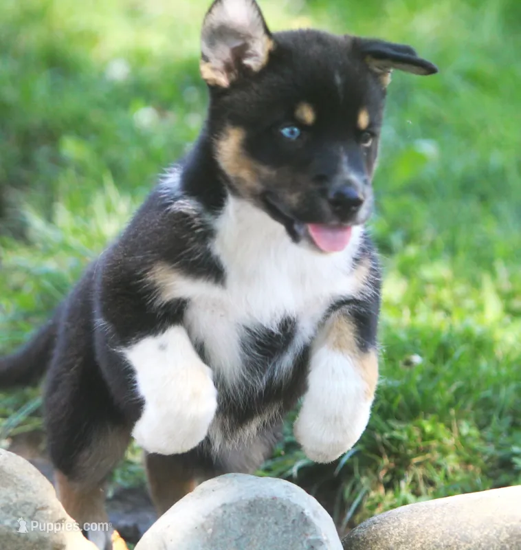 Frost – German Shepherd Dog, Siberian Husky puppy for sale in Lansing, MI