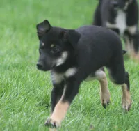 Loki, a male Collie and German Shepherd Dog for sale in Howell, MI – 4 of 4