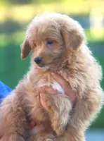 Brady, a male Japanese Spitz and Poodle - Toy  for sale in Howell, MI – 6 of 7