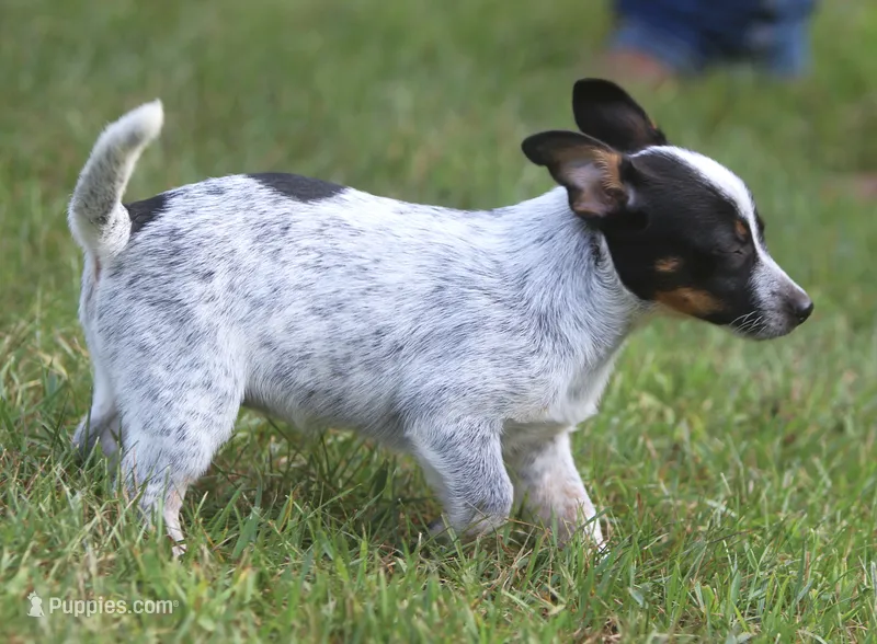 Coco – Australian Cattle Dog, Pembroke Welsh Corgi puppy for sale in Howell, MI