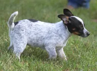 Coco, a female Australian Cattle Dog and Pembroke Welsh Corgi for sale in Howell, MI – 2 of 5