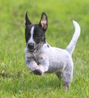 Rio, a female Australian Cattle Dog and Pembroke Welsh Corgi for sale in Howell, MI – 2 of 3