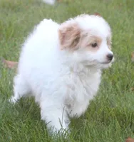 London, a female Japanese Spitz and Poodle - Toy  for sale in Howell, MI – 2 of 7