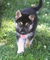 Koda, a male German Shepherd Dog and Siberian Husky for sale in Lansing, MI – 10 of 10