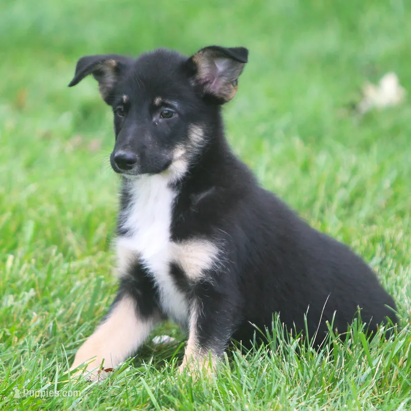 Jenny – Collie, German Shepherd Dog puppy for sale in Howell, MI