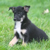 Jenny, a female Collie and German Shepherd Dog for sale in Howell, MI – 1 of 3