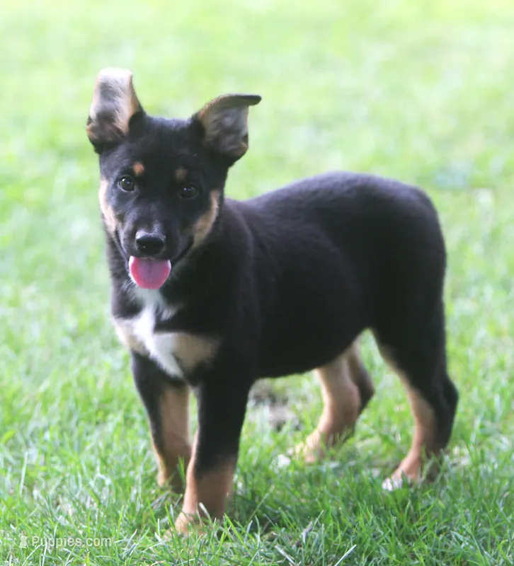 Jules – Australian Shepherd, Labrador Retriever puppy for sale in Howell, MI