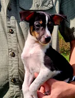 Jack, a male Jack Russell Terrier for sale in Howell, MI – 1 of 1