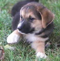 Missy, a female Australian Shepherd and Labrador Retriever for sale in Howell, MI – 6 of 7