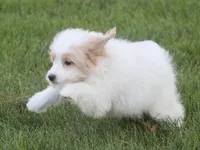 London, a female Japanese Spitz and Poodle - Toy  for sale in Howell, MI – 3 of 7