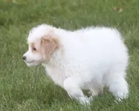 London, a female Japanese Spitz and Poodle - Toy  for sale in Howell, MI – 3 of 7