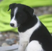 Kane, a male Australian Shepherd and Labrador Retriever for sale in Howell, MI – 5 of 10