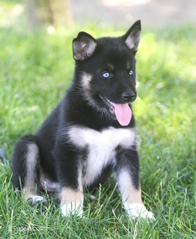 Skye – German Shepherd Dog, Siberian Husky puppy for sale in Lansing, MI