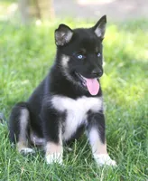 Skye, a female German Shepherd Dog and Siberian Husky for sale in Lansing, MI – 1 of 10