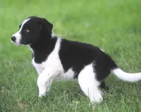 Kane, a male Australian Shepherd and Labrador Retriever for sale in Howell, MI – 9 of 10