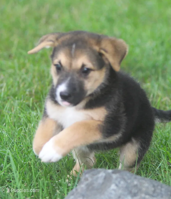 Missy – Australian Shepherd, Labrador Retriever puppy for sale in Howell, MI