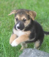Missy, a female Australian Shepherd and Labrador Retriever for sale in Howell, MI – 1 of 7