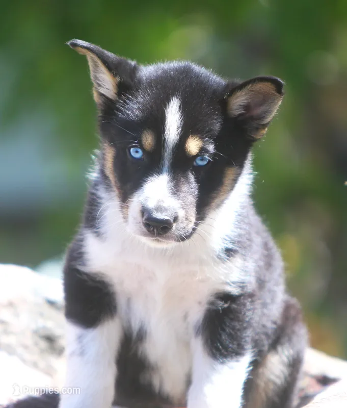 Nyla – German Shepherd Dog, Siberian Husky puppy for sale in Lansing, MI
