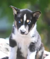 Nyla, a female German Shepherd Dog and Siberian Husky for sale in Lansing, MI – 1 of 8