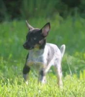 Misty, a female Australian Cattle Dog and Pembroke Welsh Corgi for sale in Howell, MI – 4 of 6