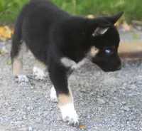 Skye, a female German Shepherd Dog and Siberian Husky for sale in Lansing, MI – 3 of 10