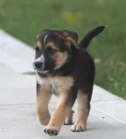 Bobby, a male Australian Shepherd and Labrador Retriever for sale in Howell, MI – 3 of 9