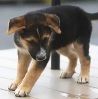 Bobby, a male Australian Shepherd and Labrador Retriever for sale in Howell, MI – 8 of 9