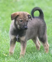 Harley, a male Collie and German Shepherd Dog for sale in Howell, MI – 4 of 5