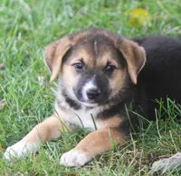 Missy, a female Australian Shepherd and Labrador Retriever for sale in Howell, MI – 2 of 7