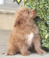 Brady, a male Japanese Spitz and Poodle - Toy  for sale in Howell, MI – 2 of 7
